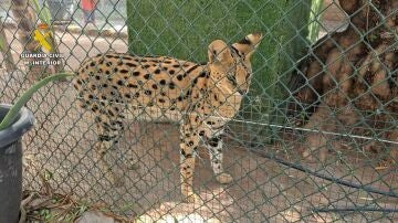 Desmantelan en una localidad de Castellón un zoo clandestino con más de 150 animales exóticos 