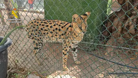 Desmantelan en una localidad de Castellón un zoo clandestino con más de 150 animales exóticos Desmantelan en una localidad de Castellón un zoo clandestino con más de 150 animales exóticos
