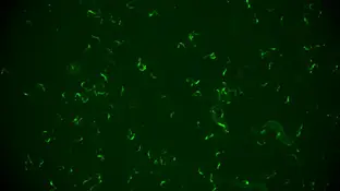 Gusanos para evitar las reinfecciones Gusanos para evitar las reinfecciones
