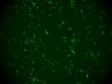 Gusanos para evitar las reinfecciones