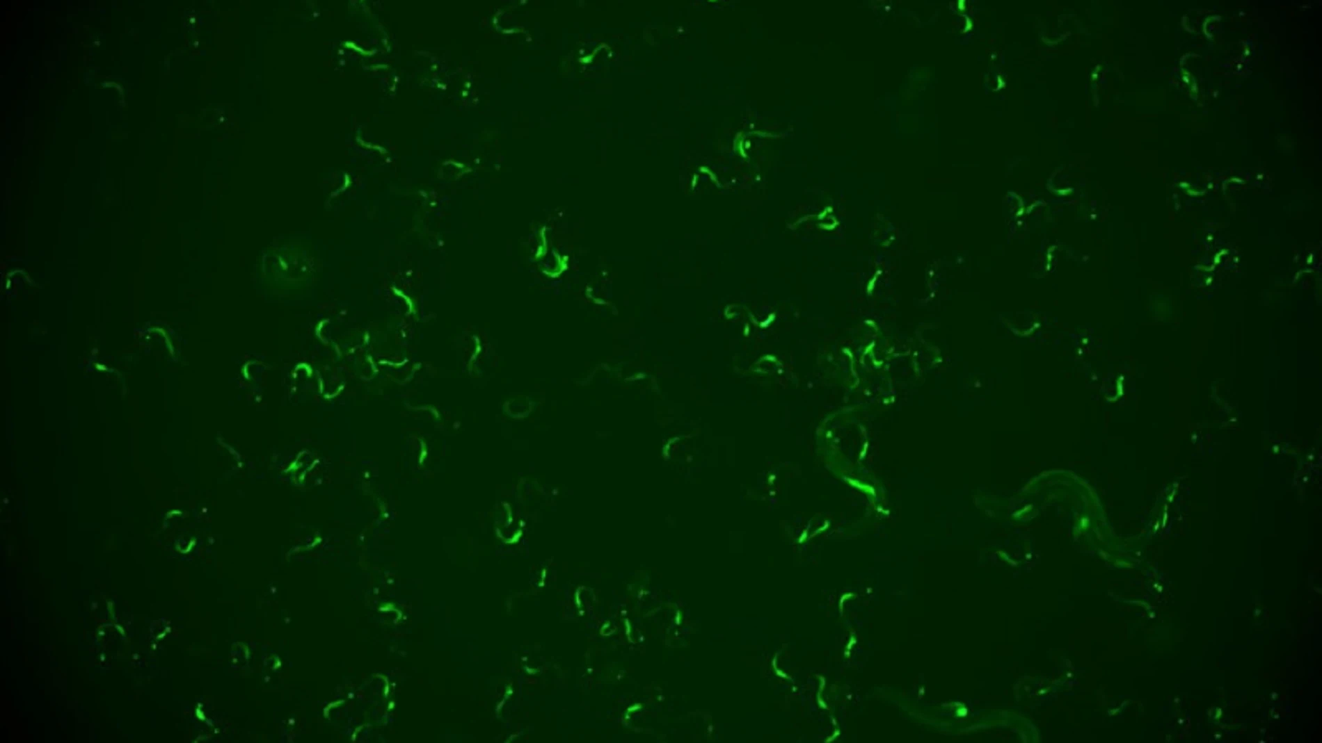 Gusanos para evitar las reinfecciones Gusanos para evitar las reinfecciones