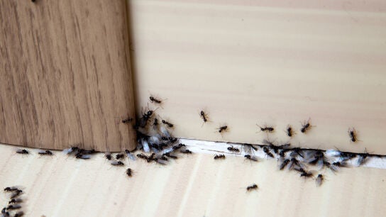 Hormigas en casa