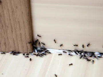 Hormigas en casa Hormigas en casa