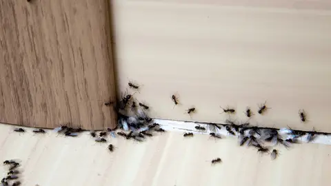 Hormigas en casa Hormigas en casa