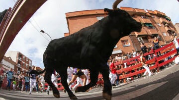 Los mozos son perseguidos por los toros durante el quinto encierro de San Sebastián de los Reyes