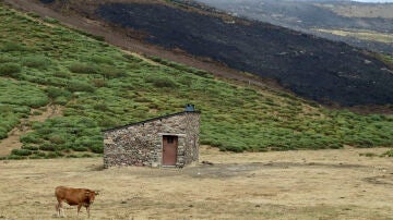 El incendio forestal de Porto (Zamora)