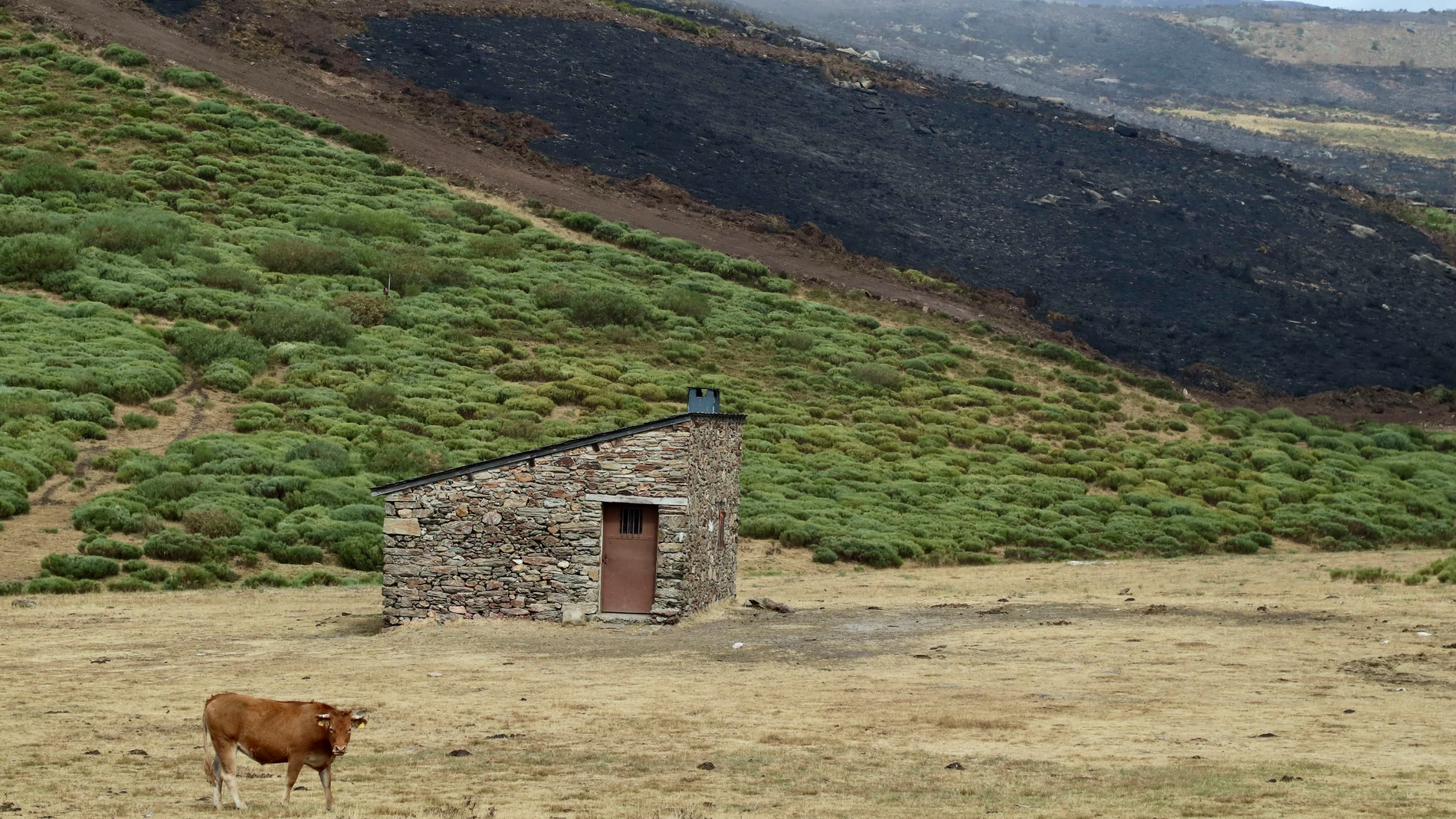 El incendio forestal de Porto (Zamora) El incendio forestal de Porto (Zamora)