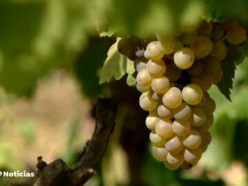 La vendimia se adelanta por la ola de calor: "A mediados de septiembre es cuando empezaba normalmente y prácticamente habrá terminado"