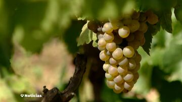 La vendimia se adelanta por la ola de calor: "A mediados de septiembre es cuando empezaba normalmente y prácticamente habrá terminado"