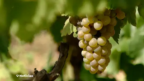 La vendimia se adelanta por la ola de calor: "A mediados de septiembre es cuando empezaba normalmente y prácticamente habrá terminado" La vendimia se adelanta por la ola de calor: "A mediados de septiembre es cuando empezaba normalmente y prácticamente habrá terminado"