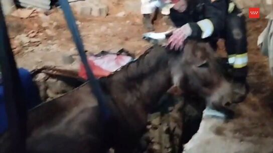 burro