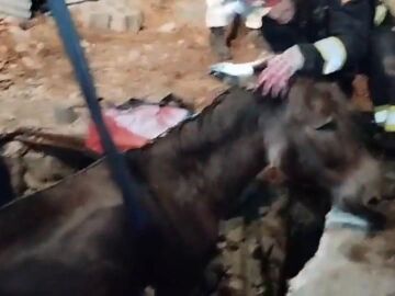 burro