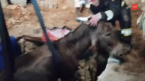 burro burro