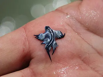 Cuevas del Almanzora cierra al baño las playas de Villaricos al detectarse ejemplares de dragón azul Cuevas del Almanzora cierra al baño las playas de Villaricos al detectarse ejemplares de dragón azul