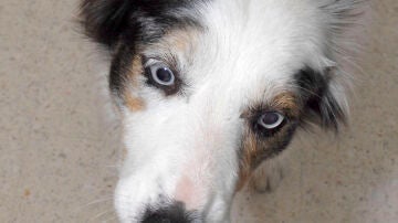 Imagen de archivo de un perro tomándose una pastilla.