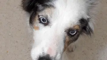 Imagen de archivo de un perro tomándose una pastilla. Imagen de archivo de un perro tomándose una pastilla.