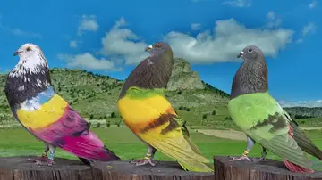 Imagen de los palomos robados Imagen de los palomos robados