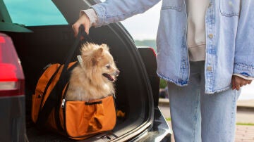 Perro en un transportín en el maletero de un coche