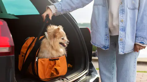 Perro en un transportín en el maletero de un coche Perro en un transportín en el maletero de un coche