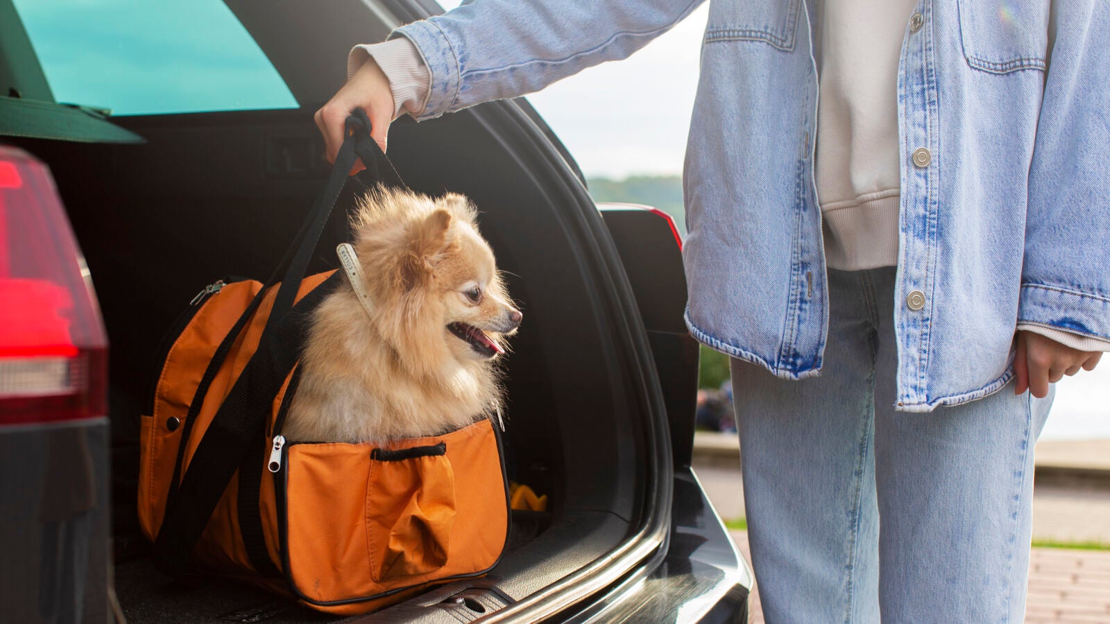 Así es como debes llevar a tu perro en el coche para que viaje seguro, según un experto en rescate