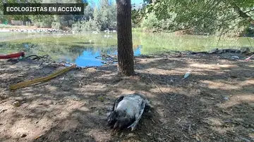 Un ave con gripe aviar Un ave con gripe aviar