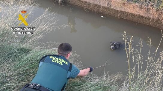 Rescate Pitbull