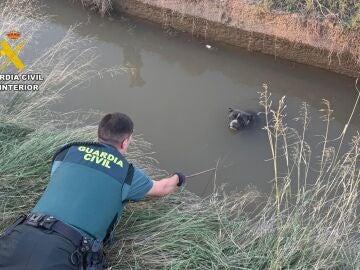 Rescate Pitbull