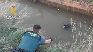 Rescate Pitbull