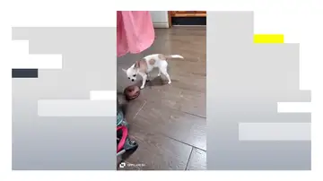 Sus dueños están dispuesto a pagar un rescate por la perra Sus dueños están dispuesto a pagar un rescate por la perra