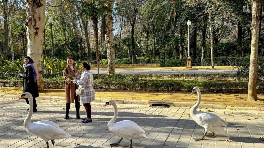 Se confirma el brote de gripe aviar en el Parque de Miraflores de Sevilla