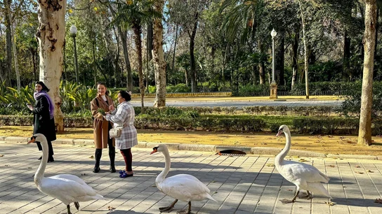 Se confirma el brote de gripe aviar en el Parque de Miraflores de Sevilla Se confirma el brote de gripe aviar en el Parque de Miraflores de Sevilla