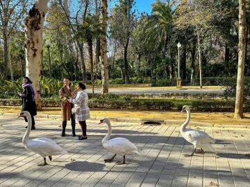 Se confirma el brote de gripe aviar en el Parque de Miraflores de Sevilla