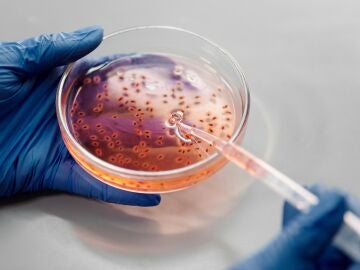 Imagen de una bacteria. 
