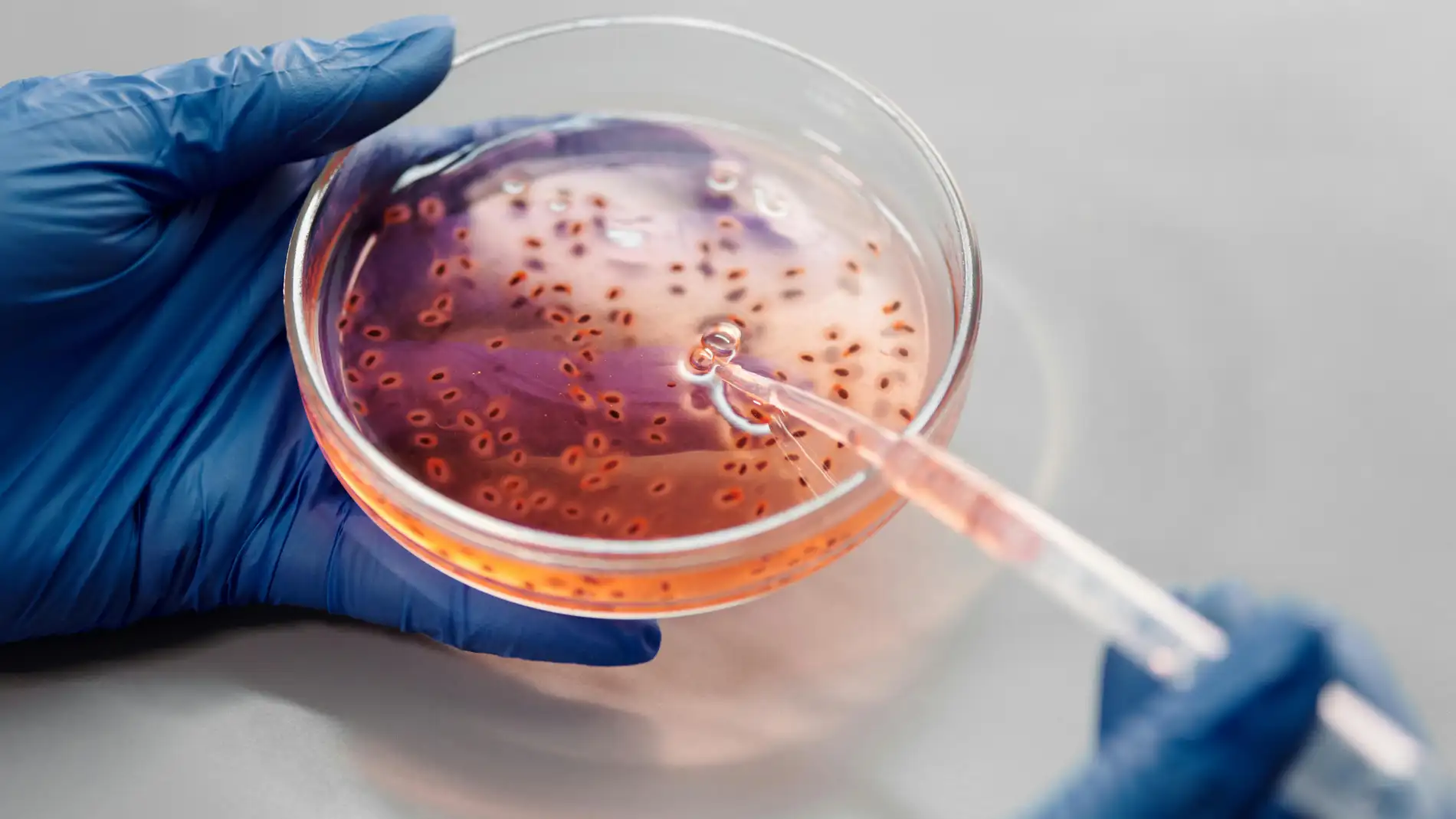 Imagen de una bacteria. Imagen de una bacteria.