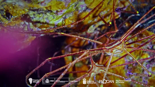 El proyecto Delta transforma La Palma en un laboratorio vivo El proyecto Delta transforma La Palma en un laboratorio vivo
