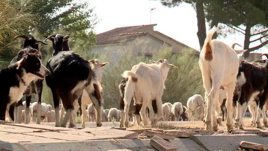 Cabras en urbanizaciones de Aldea del Fresno, Madrid