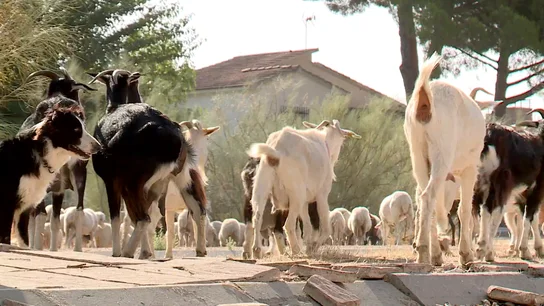 Cabras en urbanizaciones de Aldea del Fresno, Madrid Cabras en urbanizaciones de Aldea del Fresno, Madrid