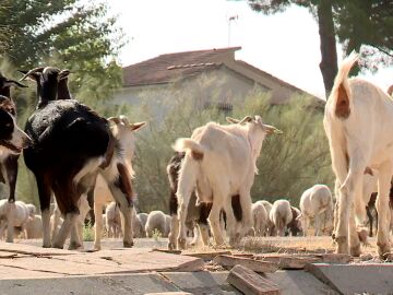 Cabras en urbanizaciones de Aldea del Fresno, Madrid