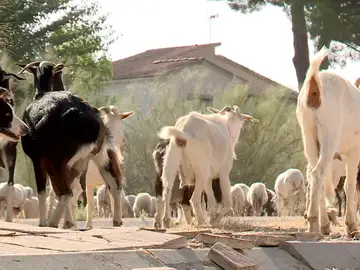 Cabras en urbanizaciones de Aldea del Fresno, Madrid Cabras en urbanizaciones de Aldea del Fresno, Madrid
