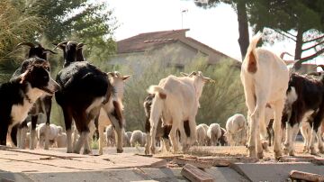 Cabras en urbanizaciones de Aldea del Fresno, Madrid