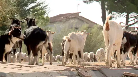 Cabras en urbanizaciones de Aldea del Fresno, Madrid Cabras en urbanizaciones de Aldea del Fresno, Madrid