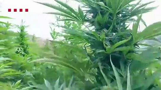 Los Mossos d'Esquadra han detenido a tres hombres que viv&iacute;an en el interior de la plantaci&oacute;n