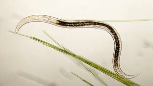 Descubren dos nuevas especies de nematodos en un ca&ntilde;&oacute;n submarino del Mediterr&aacute;neo