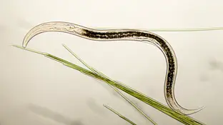 Descubren dos nuevas especies de nematodos en un cañón submarino del Mediterráneo Descubren dos nuevas especies de nematodos en un cañón submarino del Mediterráneo