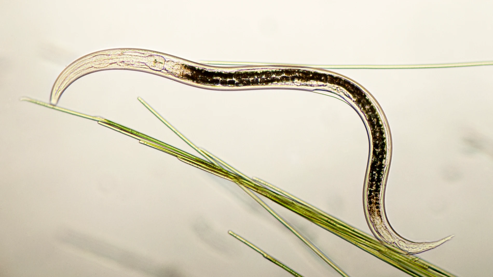 Descubren dos nuevas especies de nematodos en un cañón submarino del Mediterráneo Descubren dos nuevas especies de nematodos en un cañón submarino del Mediterráneo