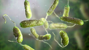 Bacteria Vibrio vulnificus
