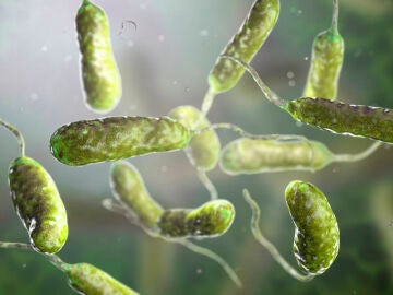 Bacteria Vibrio vulnificus