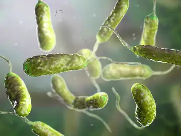 Bacteria Vibrio vulnificus Bacteria Vibrio vulnificus