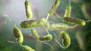 Bacteria Vibrio vulnificus