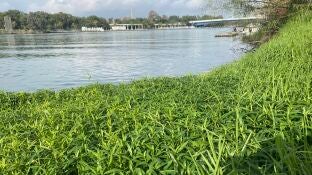 La lagunilla, una nueva especie invasora en el Guadalquivir
